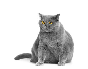 A fat British cat sits on a white background.