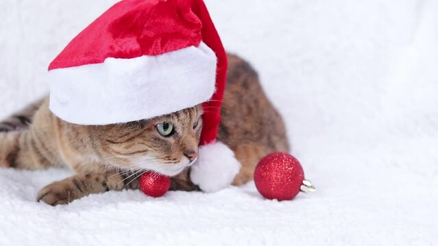 Cat in a New Year's hat on a white plaid. Portrait of a Christmas cat. An adult cat with a serious muzzle in a Christmas red Santa hat on a white bed. The pet is ready for the holiday