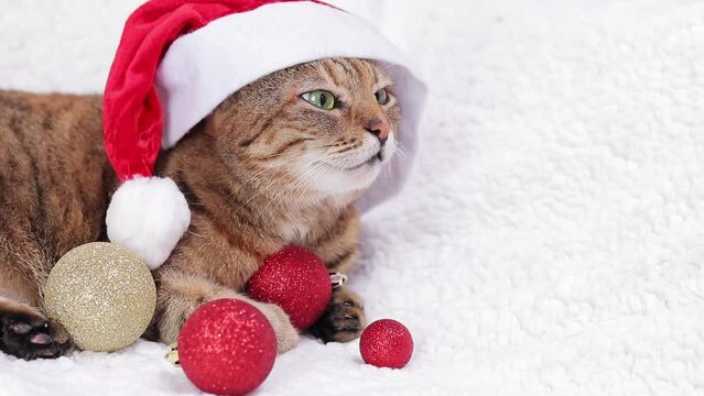 Cat in a New Year's hat on a white plaid. Portrait of a Christmas cat. An adult cat with a serious muzzle in a Christmas red Santa hat on a white bed. The pet is ready for the holiday