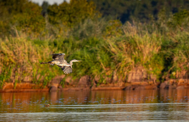 Cranes over the Bug Valley at sunset