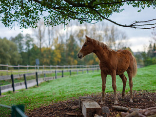 Haflinger Pferd auf der Weide