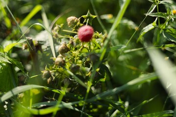 wild strawberry plant