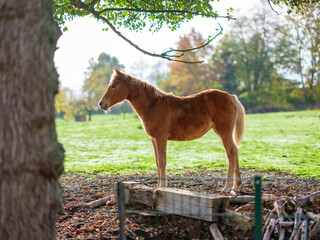 Haflinger Pferd auf der Weide
