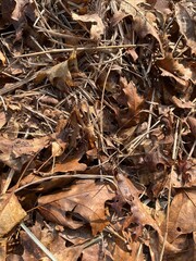 Pile of brown dead leaves