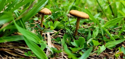 little mushroom group