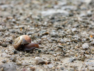 Schnecke