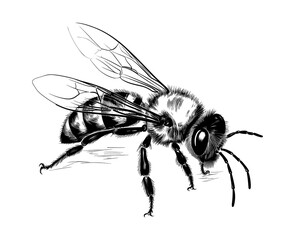 Hand drawn bee outline png