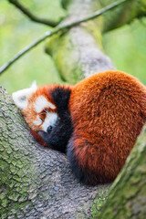 Red panda bear climbing tree. close-up of a rare red panda in forest on green tree