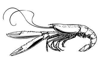 norway lobster, black and white scratchboard illustration, halftone illustration