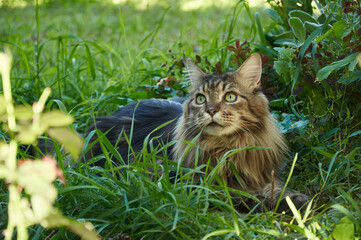 Naklejka na ściany i meble A beautiful Maine Coon cat lying on the grass on a sunny day. Pet walking outdoor adventure. Cat close up. Domostic cat in the garden