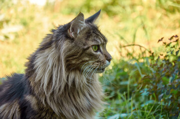 Naklejka na ściany i meble Beautiful Maine Coon cat sitting on the grass on a sunny day. A pet walking in the fresh air. A cat close-up. Domestic cat in the garden