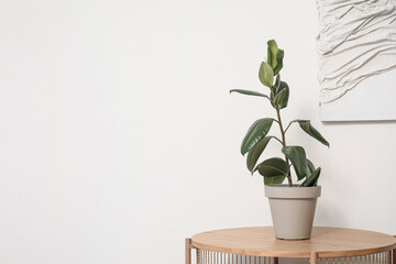 Ficus on table in light room