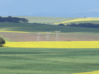 Obraz premium Landscape with fields of canola