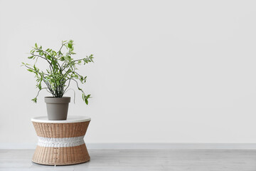Green plant on rattan table near light wall in room