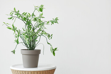 Green plant on rattan table near light wall