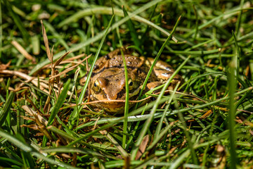 Nice frog in nature, North of Iraq
