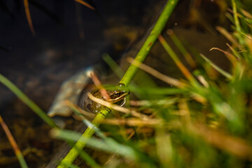 Nice frog in nature, North of Iraq