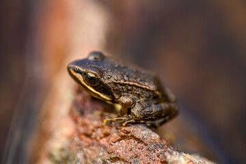 Nice frog in nature, North of Iraq