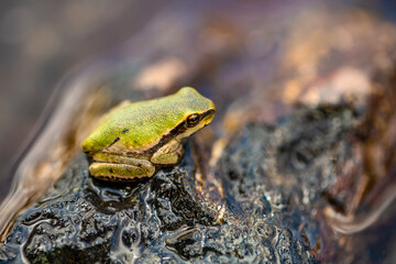 Nice frog in nature, North of Iraq