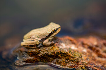 Nice frog in nature, North of Iraq
