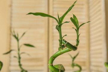 Green bamboo branches on blurred background, closeup