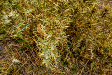Wonderful nature in the day life, North of Iraq