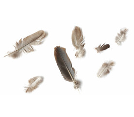Dark and Light Grey Color of Feathers Isolated on White Background