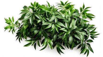 Green leaves the tropical foliage plant bush isolated. Generative AI