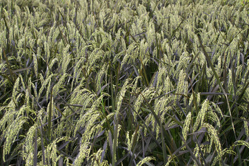 Background material of abundant purple rice plant ears, horizontal position.