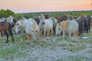 Wild Horses at Twilight on Mostarsko Plateau