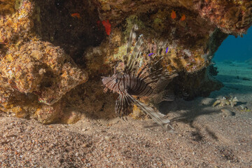 Lion fish in the Red Sea colorful fish, Eilat Israel
