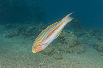 Fish swimming in the Red Sea, colorful fish, Eilat Israel
