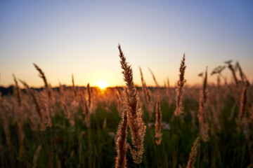 Sunset over the reeds in the field. Shallow depth of field. Selective focus
