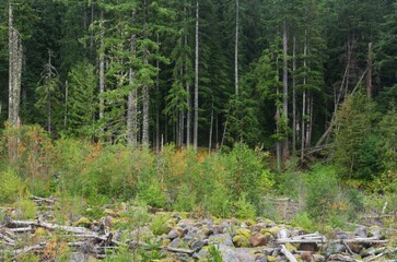 Deep, dark, pine forest next to sandy river bed. 