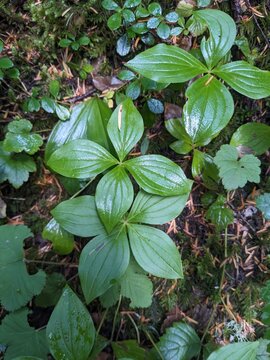 Top down view of plants, the largest of which is most likely western bunchberry (Cornus unalaschkensis), growing on forest floor. 