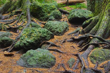 Huge pine trees growing between large rocks and a thick layer of fallen pine needles. 