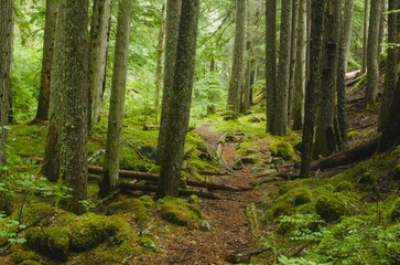 Hiking path cutting through dense, lush pine forest, the path itself is covered in fallen pine needles.