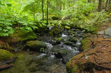Fototapeta na wymiar Shallow stream flowing through lush pine woodland, with under-canopy of vine maple trees near the water. 