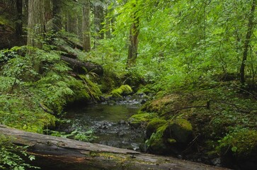 Fototapeta na wymiar Stream flowing through lush pine woodland, with under-canopy of vine maple trees near the water and a fallen tree in the foreground. 
