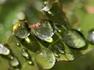 Extreme close up of water droplets on a leaf.