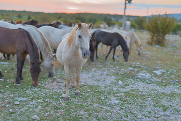 White Wild Horse at Sunset on Mostar Plateau