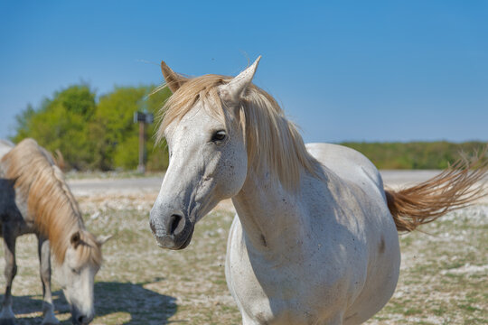 Playful White Wild Horse in Mostar Plateau
