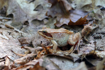 Frog on a leaf