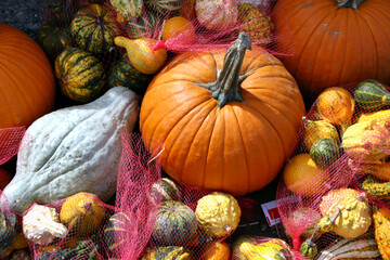 Rainbow of Vividly Colorful,  Textured Autumn Gourds and Pumpkins
