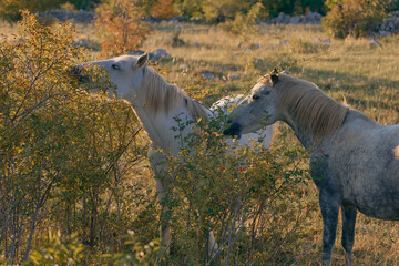 Morning Light Graces White Wild Horses near Mostar