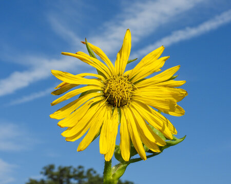 Silphium laciniatum (Compass Plant) Native North American Prairie Wildflower