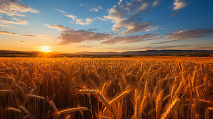field of golden wheat at sunset - Powered by Adobe
