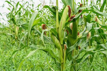 Corn cobs on the stalk in a corn plantation. Main focus is on the corncob. Young and green corn field during the summer. Concept of agriculture, produce, maize and farming
