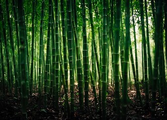 bamboo forest background