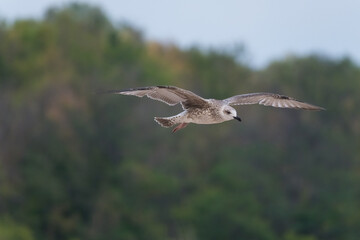 A Juvenile Seagull is Gracefully Flying Away from the Forest on a Beautiful Summer Afternoon